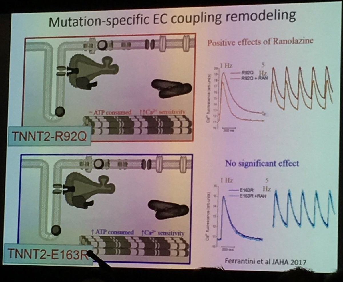 vnparikh's tweet photo. This is cool: An argument for late NaI inhibition in HCM - variant specificity! #HCMSummitVI https://t.co/DVXUe7IOh8