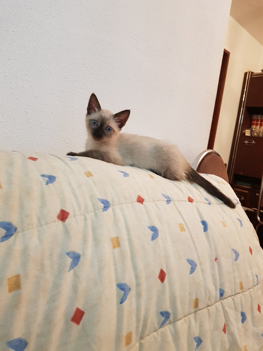 나인뮤지스 ♡ #15yearswith9MUSES 🏳️‍🌈 tweet media