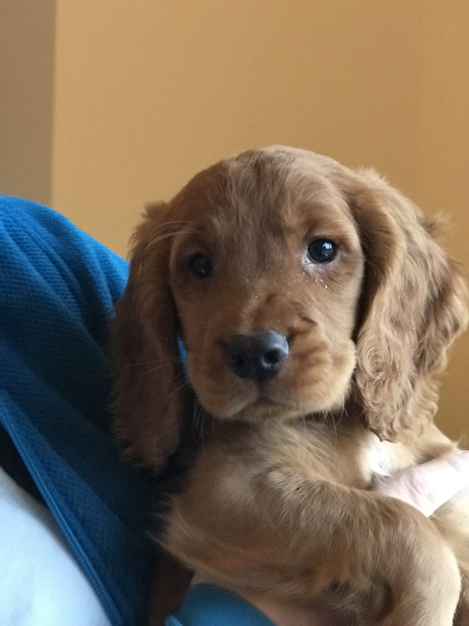 Working red 2025 cocker spaniel