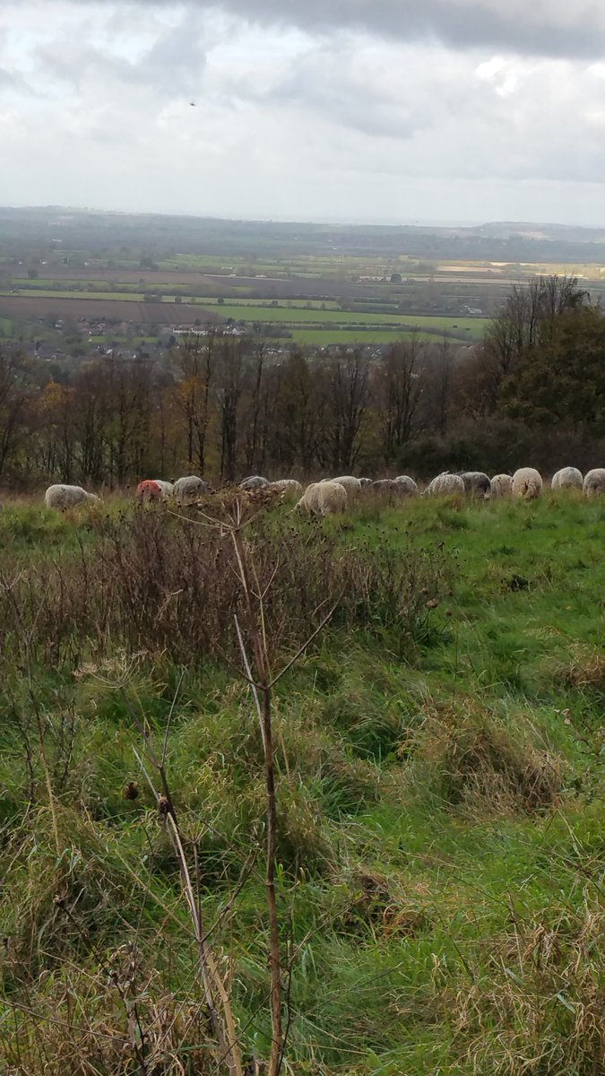 Sheep #conservation grazing at <a href="/ChilternSociety/">Chiltern Society</a> #pleasekeepdogsonlead