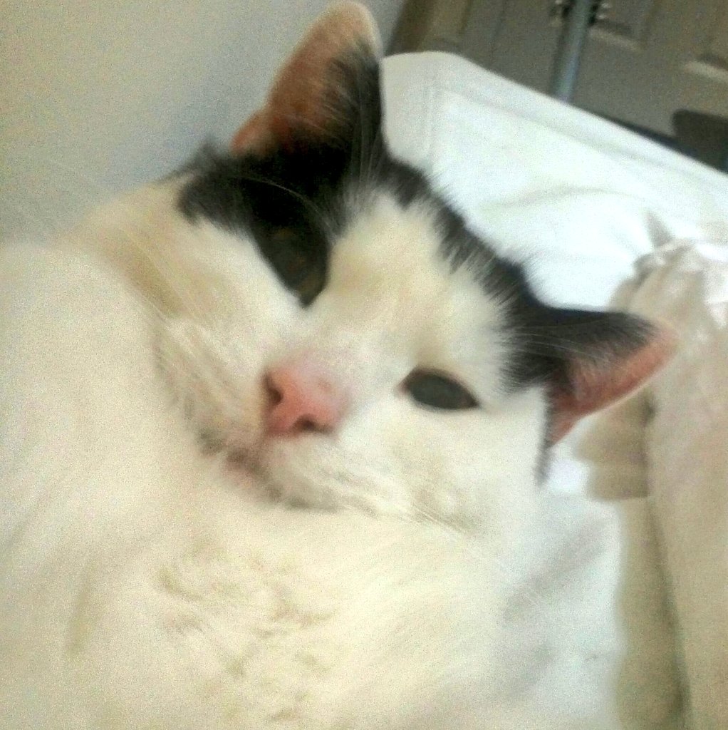 KATPOOH's tweet image. Happy #NationalCatDay. It's definitely Cat day everyday in our house!! #8cats