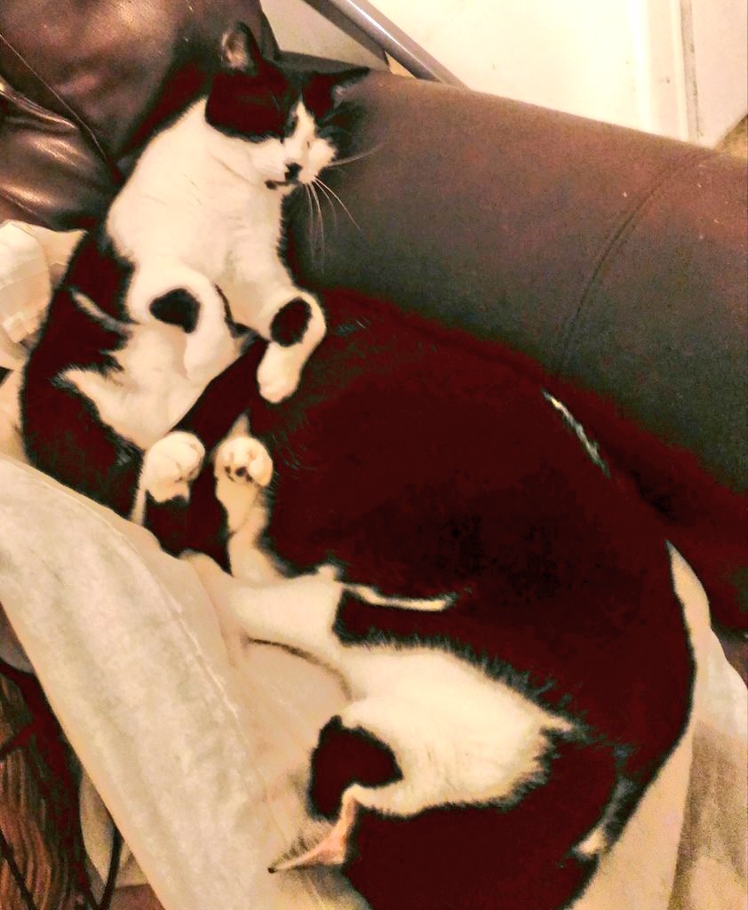 KATPOOH's tweet image. Happy #NationalCatDay. It's definitely Cat day everyday in our house!! #8cats