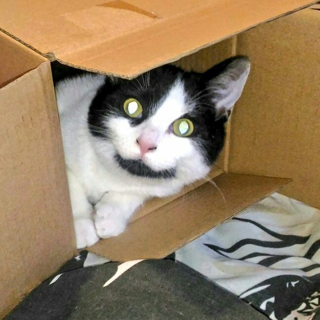 KATPOOH's tweet image. Happy #NationalCatDay. It's definitely Cat day everyday in our house!! #8cats