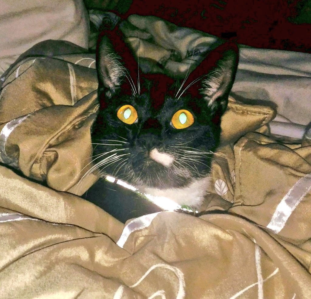 KATPOOH's tweet image. Happy #NationalCatDay. It's definitely Cat day everyday in our house!! #8cats