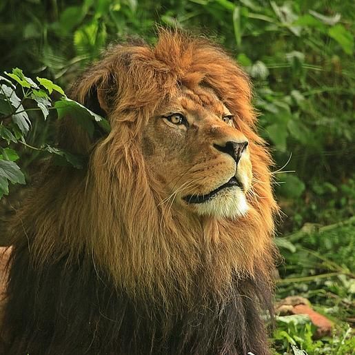 二度見するほど美しい生き物 バーバリライオン 黒いたてがみが特徴的なライオン 全長は4m以上で他のライオン種よりも大型だったそうです 一度は絶滅したと思われていましたが 07年には純血種らしき最後の1体を保護 50頭にまで数を増やしたそう