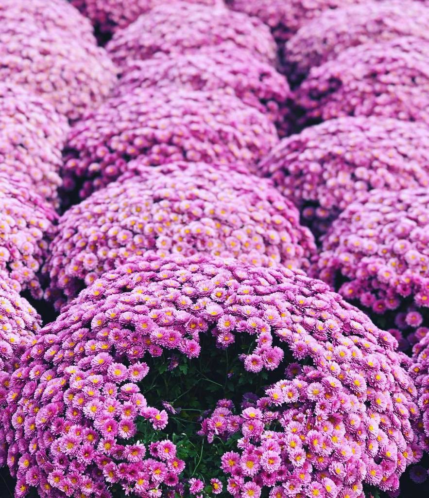 mpietropoli's tweet photo. Corruption #picoftheday #photooftheday #flower #shotoniphone8plus #color #psychology #italy #whatitalyis #conceptu… https://t.co/5dCGN6wWAL https://t.co/Mi6JzCY0q9
