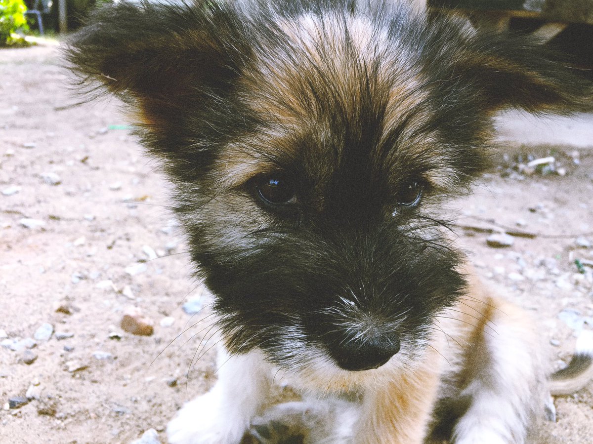 1998mtp's tweet photo. งื้ออออชอบบบบบบ 🐶💛
#SeasonCamera summer #คุมโทน #แอพดีบอกต่อ #แต่งตามป้าบีสิ https://t.co/GKHqyc14TB