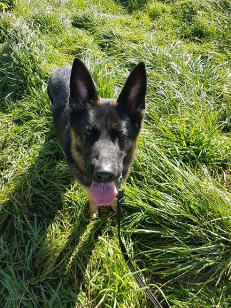 UKRescueDogs's tweet photo. #Lincolnshire @gsrescueelite Meet the lovely Sadie, she is around the 2.5yrs age mark, fully vaccinated and ... https://t.co/HbdS1RrduL https://t.co/3J6AzqdnXN