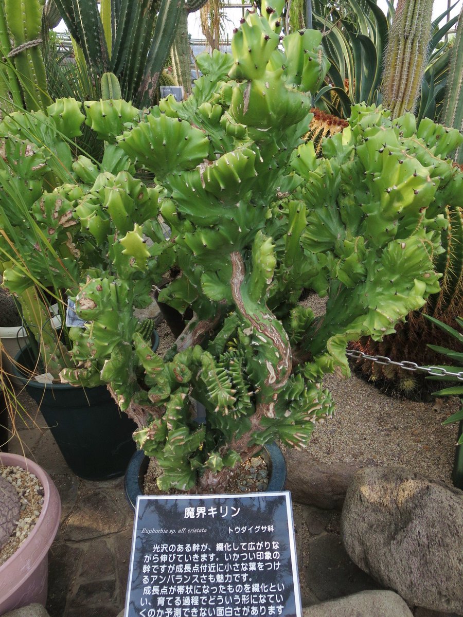 Syoyojurin サボテン 多肉植物って凄い名前の品種が多いですよね 1枚めは鬼切丸 2枚めは魔界キリン 3枚めの玉翁殿は毛が凄い この毛もやっぱり刺さるのだろうか 植物園のものなので触れてません