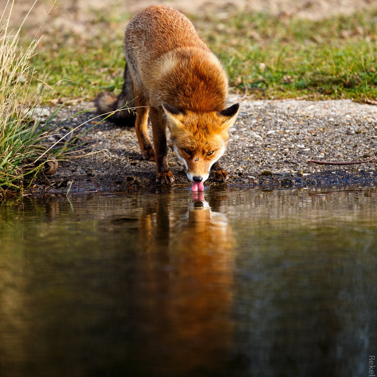 RekelPhoto's tweet photo. Drinking fox. #fox https://t.co/BWqDg7JXnA