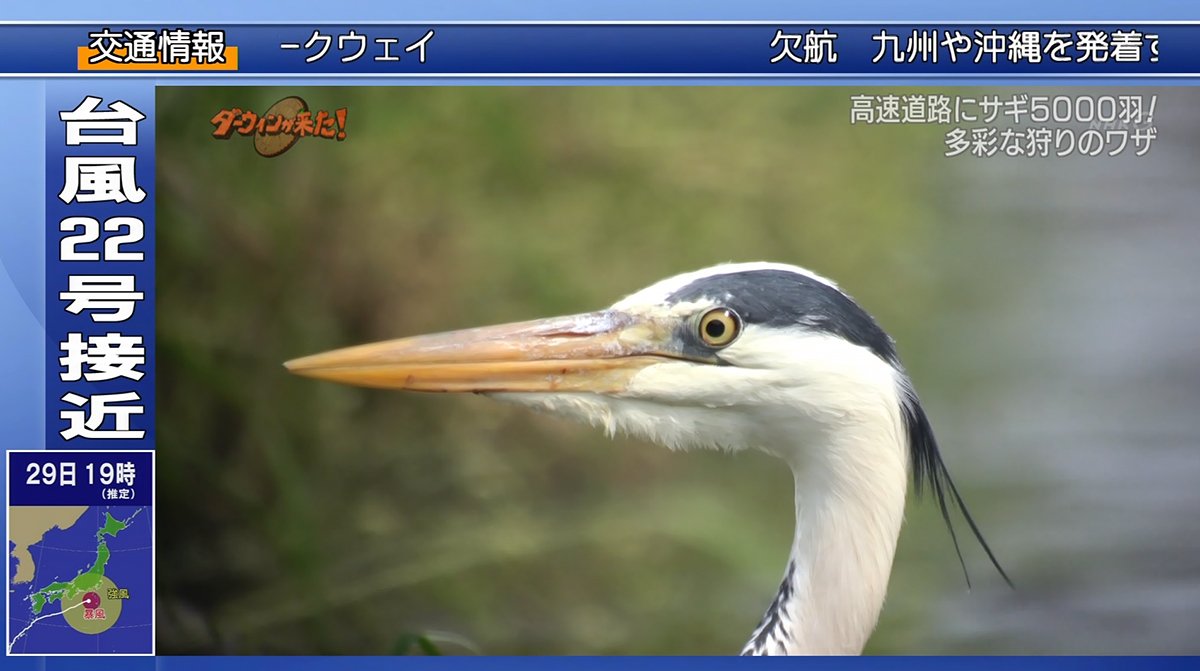 ダーウィンが来た) until:2017-11-12_20_JST