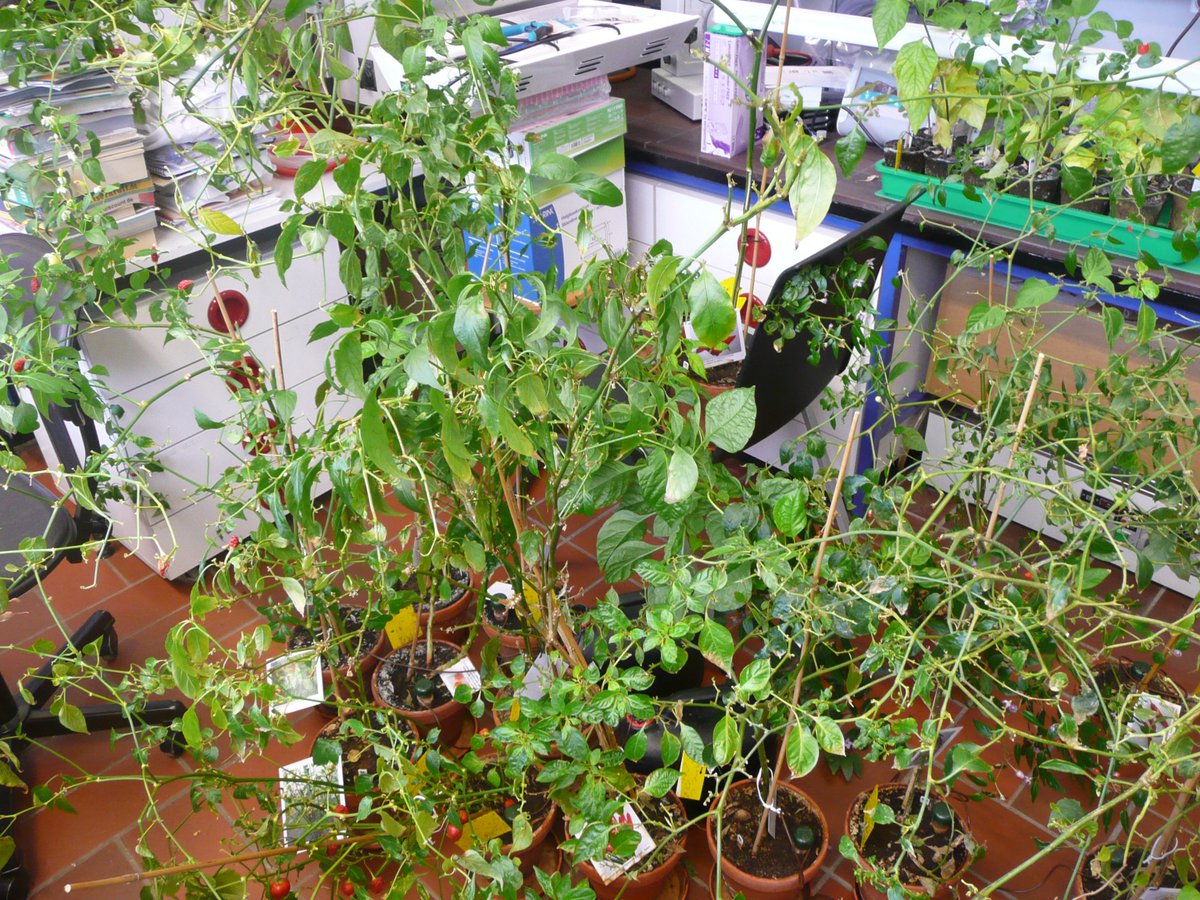 MWNautilus's tweet photo. A little transient chaos in the #ChiliLab. ;-) #chilis #peppers #plants #botanicalgarden https://t.co/oYuViT96fT