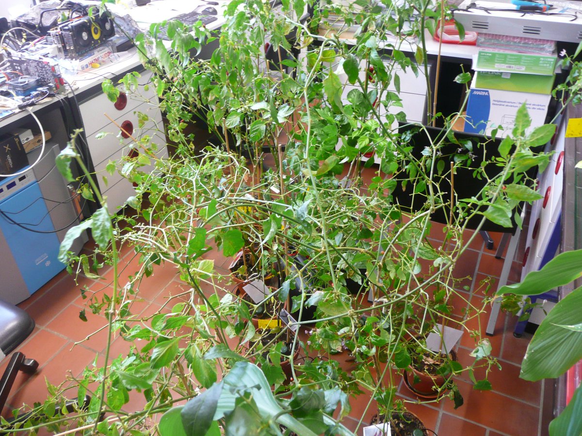 MWNautilus's tweet photo. A little transient chaos in the #ChiliLab. ;-) #chilis #peppers #plants #botanicalgarden https://t.co/oYuViT96fT