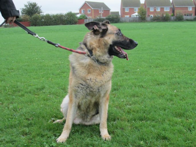 UKRescueDogs's tweet photo. #Derbyshire @gsrescueelite Here we have Sasha, a beautiful golden oldie who should not be in kennels at her ... https://t.co/qKQHvcmPd2 https://t.co/TIbwuitYQT