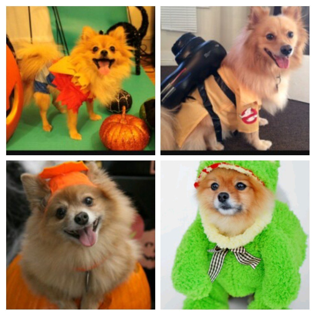 RobinEarthAngel's tweet photo. Happy 🎃 https://t.co/U8aTTHMffu