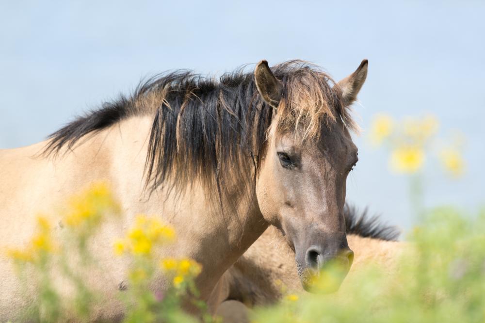 floatsales's tweet photo. Can different environments give you a "different" #Horse? https://t.co/rzEeYC6TiV https://t.co/qyno274ieG