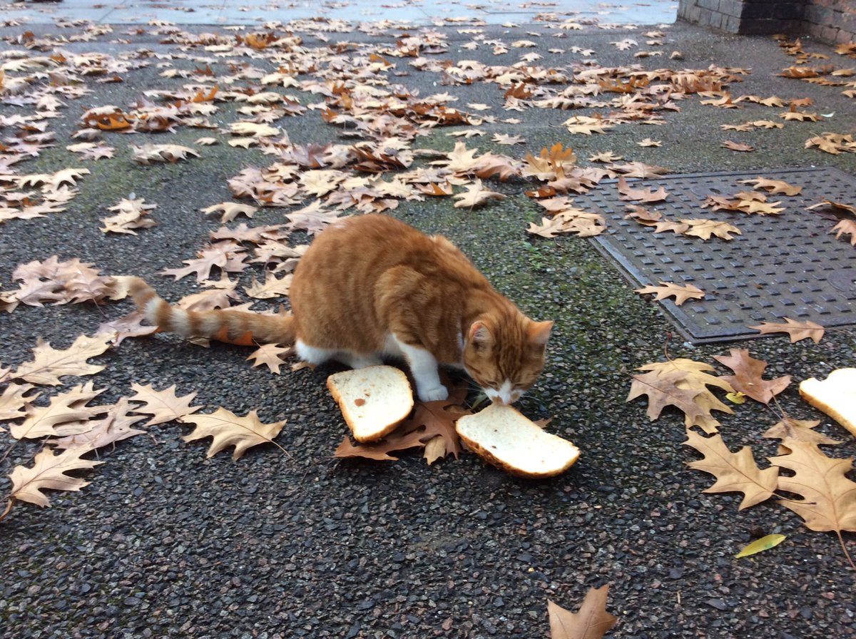 pebblybits's tweet photo. @thecatreviewer 10/10 for soft fur & unusual food choice. Was more interested in bread than fusses but still #excellentcat https://t.co/x86fZKjqFn