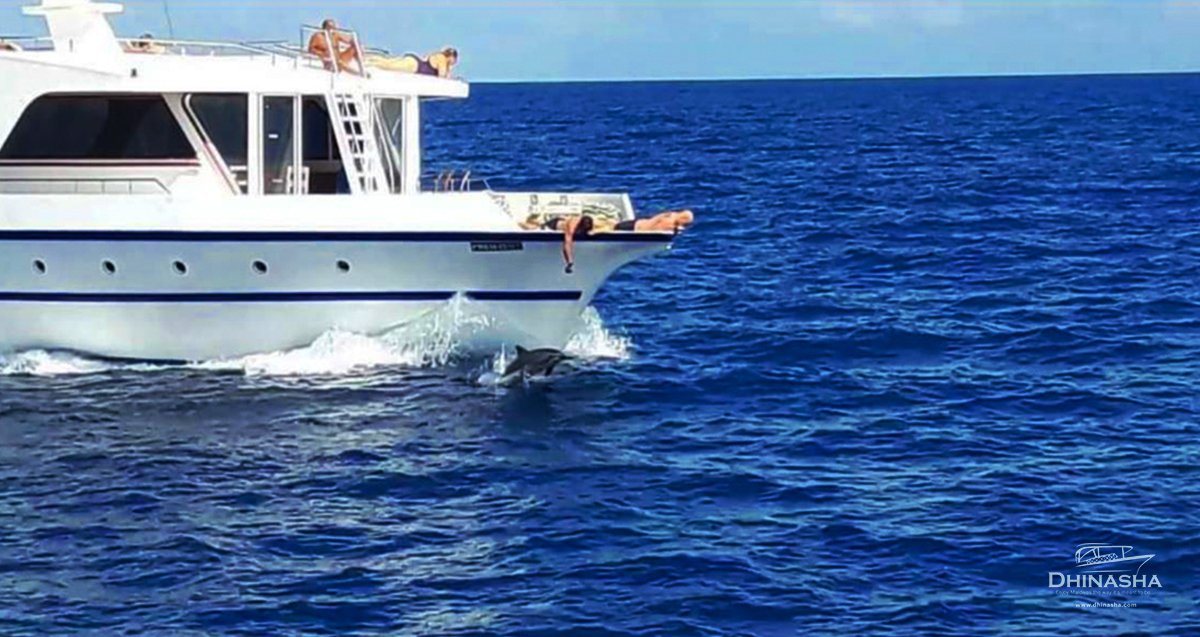 DhinashaMV's tweet photo. Enjoy breathtaking cruise, search for dolphins, watch them as they swim. Join us for a Dolphin cruise in Maldives #ExperienceIslandLife 🏝️🚢 https://t.co/Z49n5qQJJg