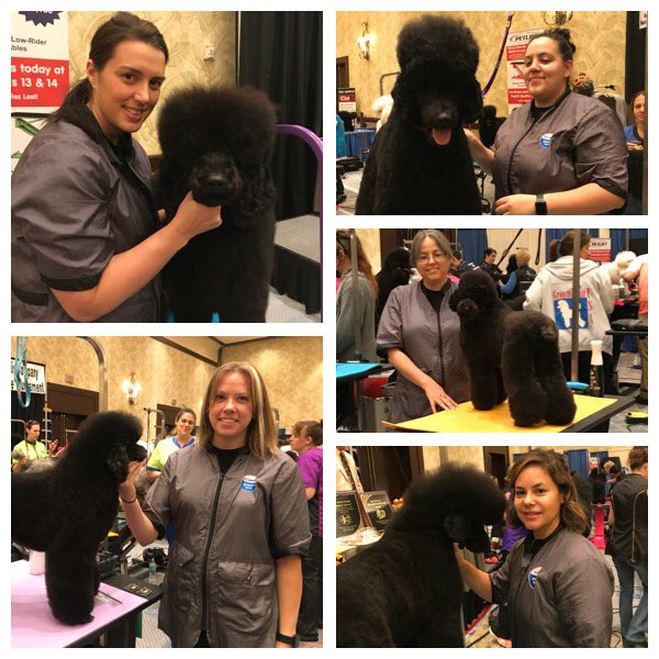 We’re starting day two at #funinthesun with a Poodle party! 🐩Go Team! #teampetsmart