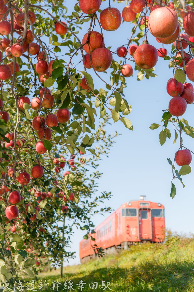 東海道新幹線幸田駅 Twitter પર 秋の青森は紅葉だけではありません 真っ赤に色付いたりんごも 今が収穫の最盛期です 赤いリンゴがたわわに実る光景は大変感動的です 五能線に沿って広がるりんご畑にてスタンバイしていたところ ラッキーなことにタラコ色の編成