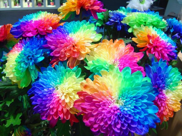 世界の花図鑑 レインボーキク 人為的に作製された虹色のキク 根っこから着色料を吸い込ませて色付けした花です