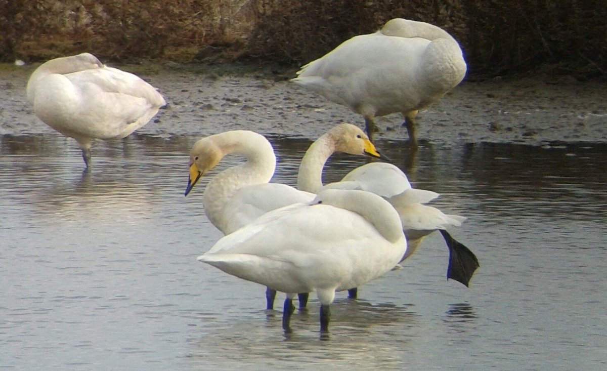Thinkingbirder's tweet photo. A great day for whitey's @RSPB_BurtonMere - whooper swan, med gull and cattle egret. https://t.co/fPfPB3mYny