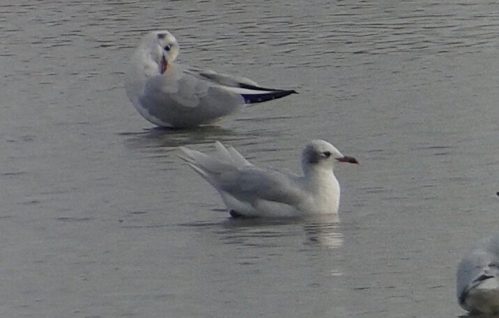 Thinkingbirder's tweet photo. A great day for whitey's @RSPB_BurtonMere - whooper swan, med gull and cattle egret. https://t.co/fPfPB3mYny