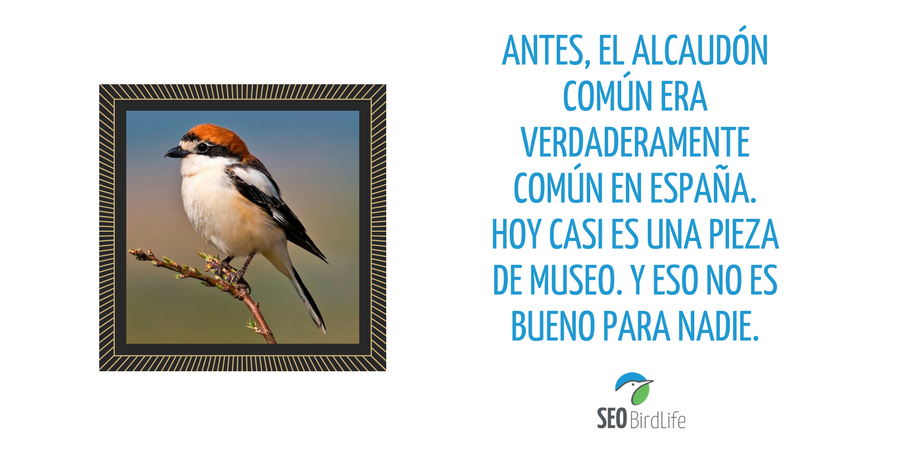 ¿Te imaginas tener que ir a un museo para ver alcaudones? Puede pasar si no lo evitamos  buff.ly/2zcmXtO