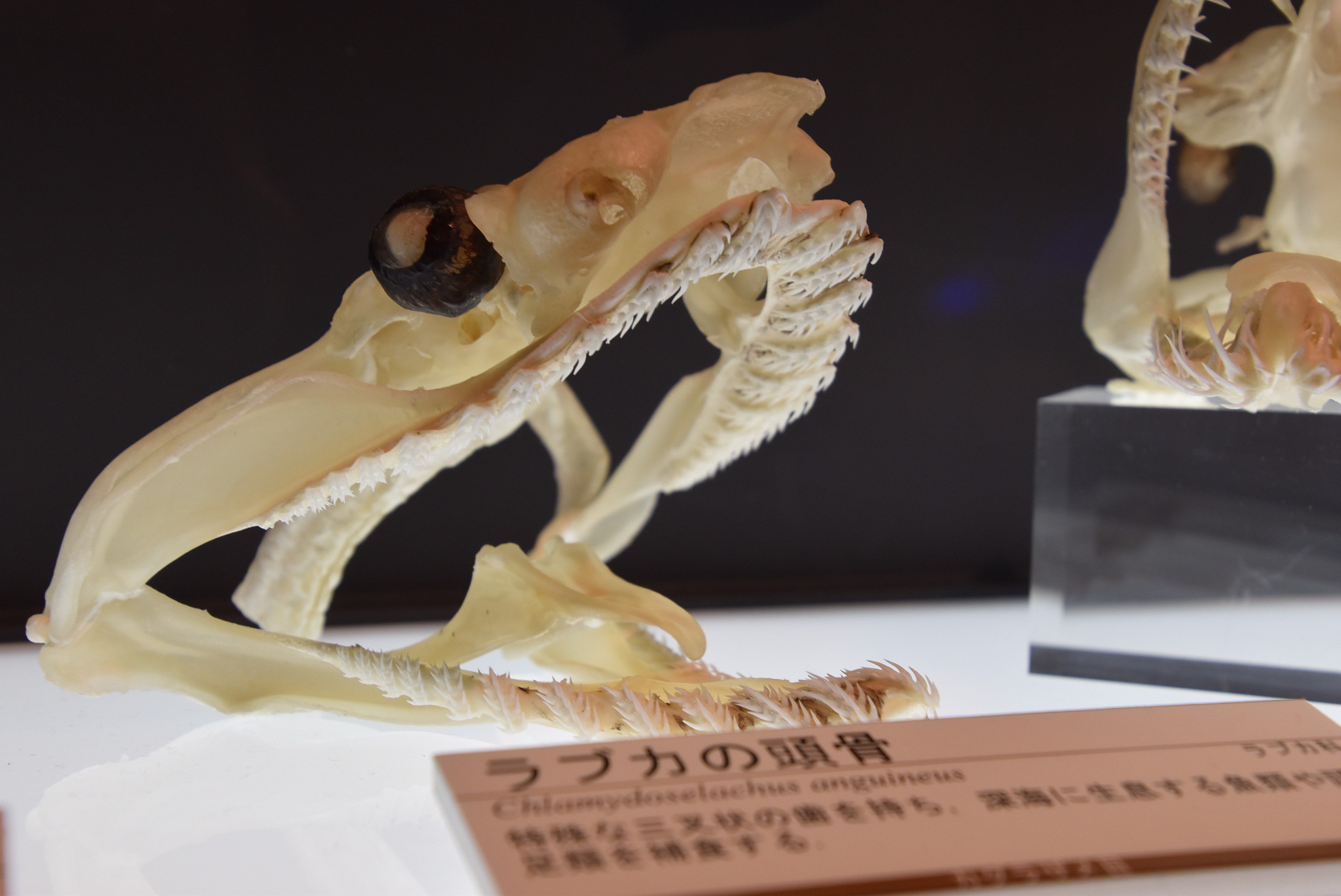 ミツクリザメ 骨格標本 美術品・アンティーク・コレクション