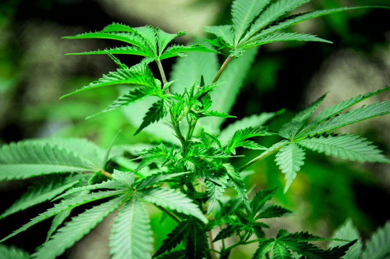 cannabist's tweet photo. St. Louis looking at bill to tell cops not to waste time on residents who use or grow marijuana (within limits) https://t.co/A5l4He5XPE https://t.co/MSqk9U1k8h