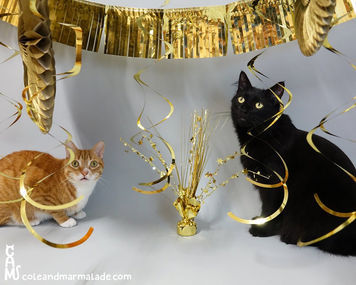 ColeTheBlackCat's tweet photo. Today is National Cat Day, time to party! :)
Celebrate by purrchasing a 2018 CAM Calendar! -
https://t.co/O53Q2tvzlu
#NationalCatDay https://t.co/4PfJFvtte5