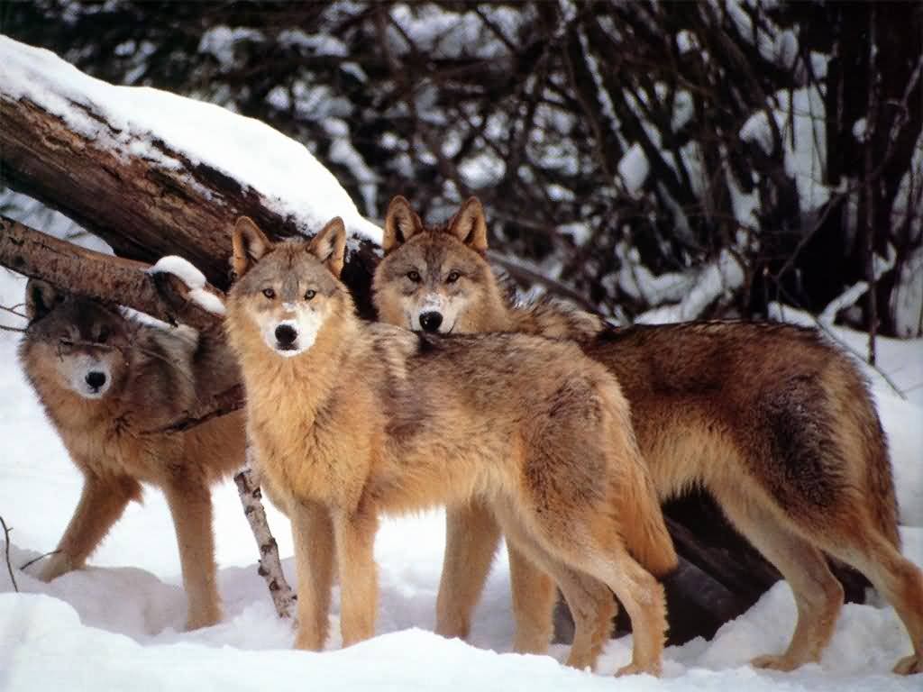 _wolves__'s tweet image. ~Have a nice Sunday wolf lovers~