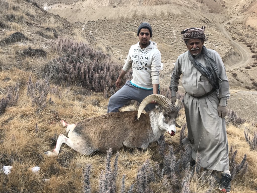 مقناصنا في قيرقيزستان وتم لله الحمد صيد النكر والوعول