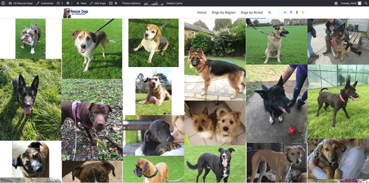 UKRescueDogs's tweet photo. The web robot has updated the adopted dogs (18), currently listing 1382 lovely dogs for adoption at rescues! > https://t.co/GM47BjUVNl ♥ https://t.co/4Jmkculke1