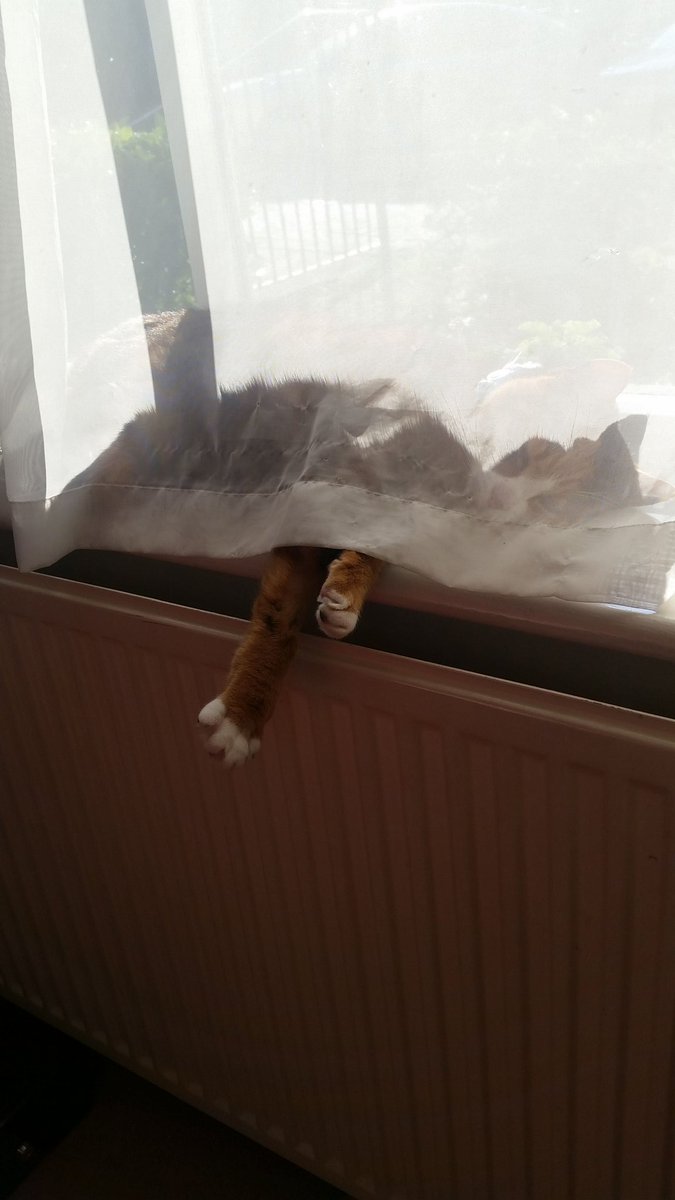 Where 's the cat!??  #AdoptDontShop #NationalCatDay