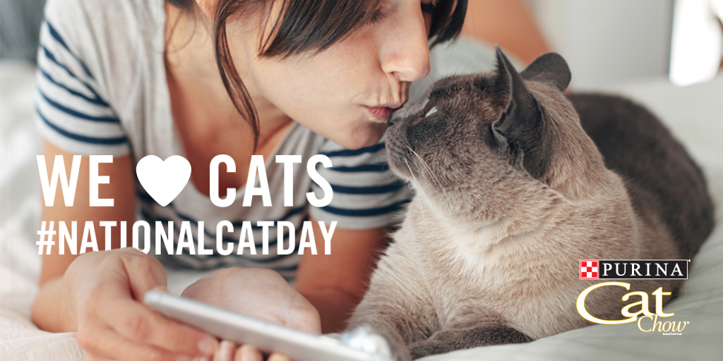 PurinaCatChow's tweet photo. THE DAY WE’VE ALL BEEN WAITING FOR… It’s #NationalCatDay! Help us share the love for all your faves by @ replying us with your best 🐱 pics. https://t.co/zb8rDsNyoc