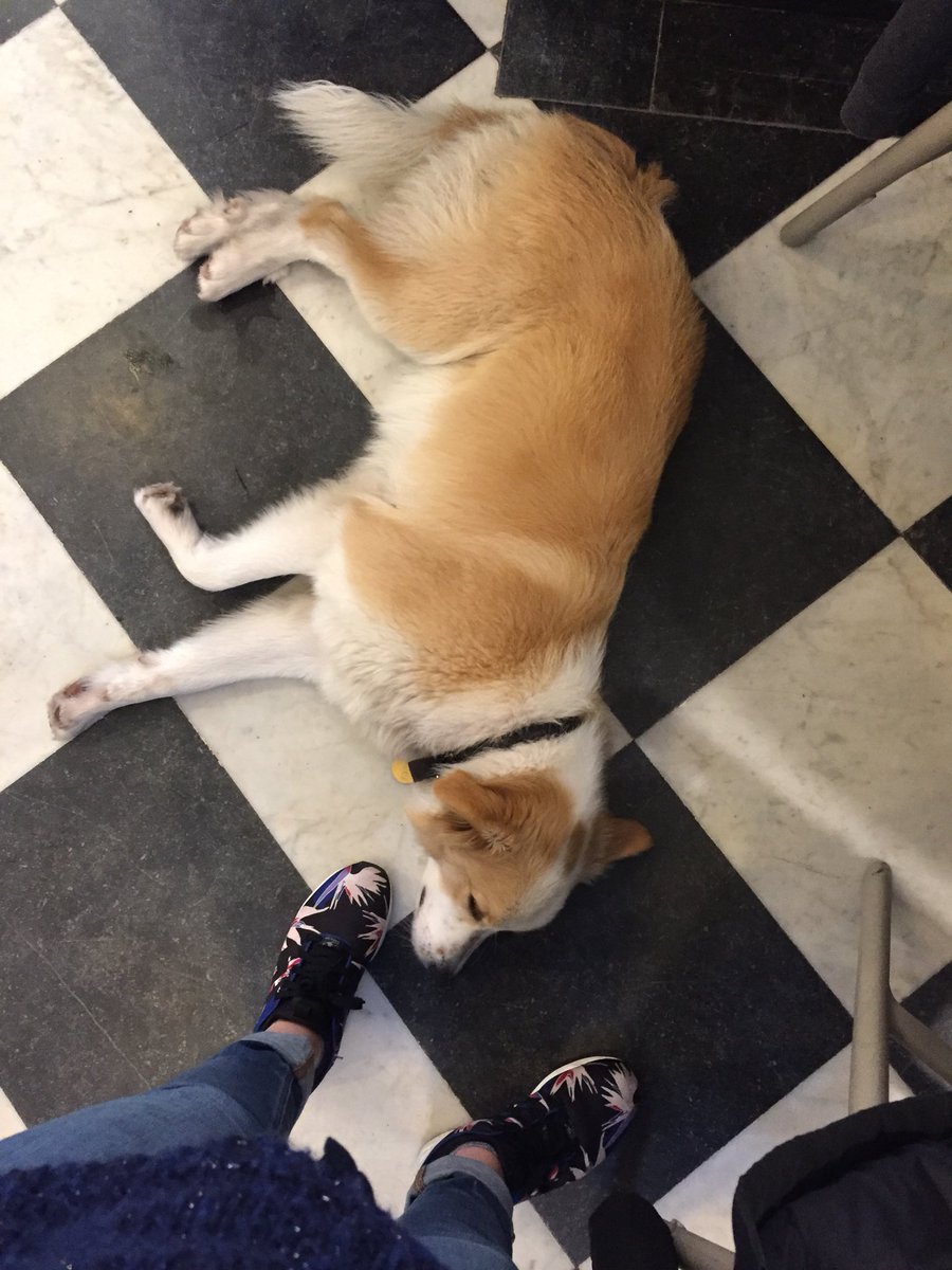 MatildeMeslin's tweet photo. Brunch au Waf, le café des chiens dans le Vieux Lille. #brunch #dogs #chiens #lewaf #lille https://t.co/Z6XBlba9By