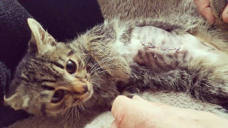 AnimalAidIntl's tweet photo. Rescued from streets of Bulgaria, Tigger needs funds for hernia surgery. Please donate &amp; RT  https://t.co/tx7Cz4seYt https://t.co/5ZS67it33Q