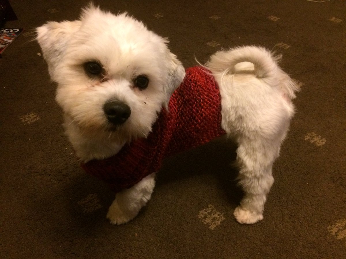 1Clearhead's tweet photo. #SelfCare can be anything that distracts your #mind from your troubles.. Watsonโs new jumper knitted in one day.. #Tryanewskill #woof https://t.co/cqueWTtzXD