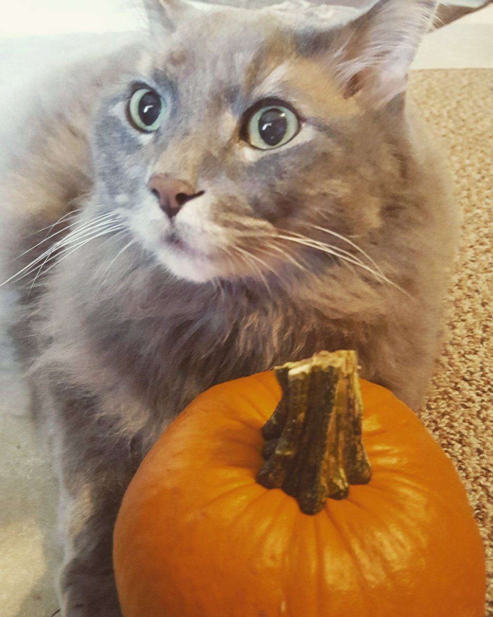 Happy #NationalCatDay to all my feline friends!