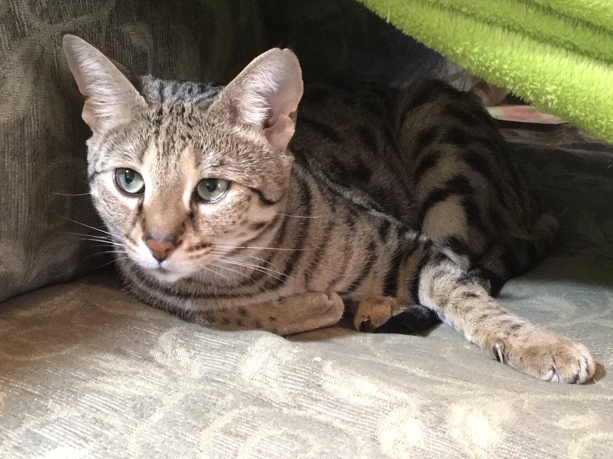 NatsRallyCat's tweet photo. Um, why are videos on Twitter coming up 
"Content not available"? 🙀 https://t.co/QpDlZddixe