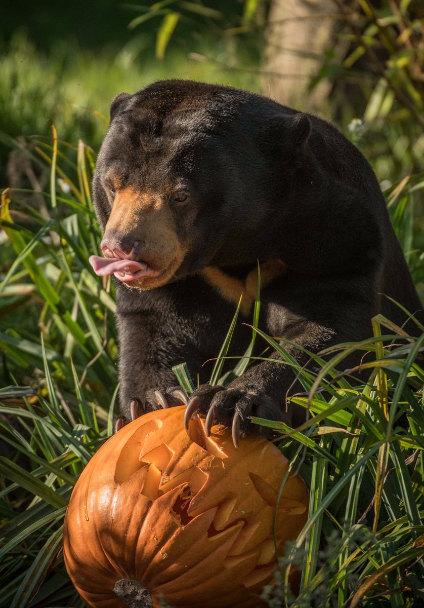 chesterzoo's tweet photo. 🎃 It's a pumpkin party! 🎃  #Halloween https://t.co/Q2N1sVTp9z