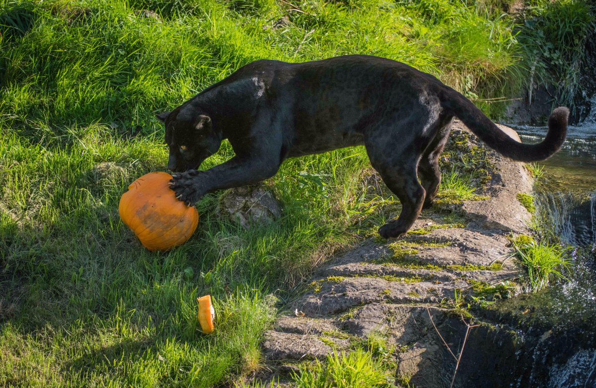 chesterzoo's tweet photo. 🎃 It's a pumpkin party! 🎃  #Halloween https://t.co/Q2N1sVTp9z