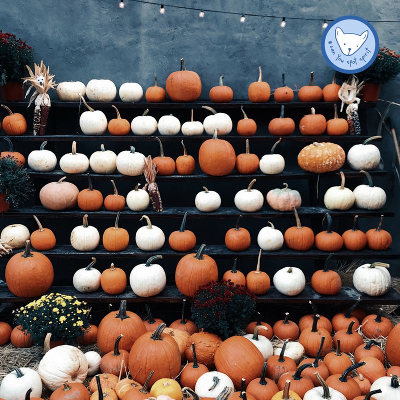 SpotSpirit's tweet photo. Where's spooky Spirit hiding? Comment with a 🎃 if you spot him for a chance to win a free pack of CYSS stickers! #ifoundspirit https://t.co/yr3nUKBaIk