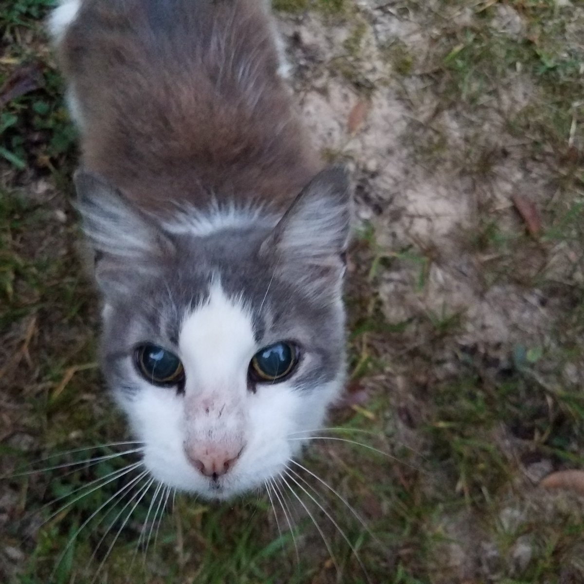 spookplushes tweet media