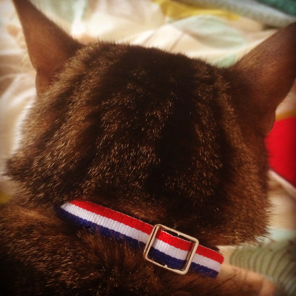 IsabelleAndover's tweet image. Feeling French parisiankitty.wordpress.com/2017/10/29/fee…