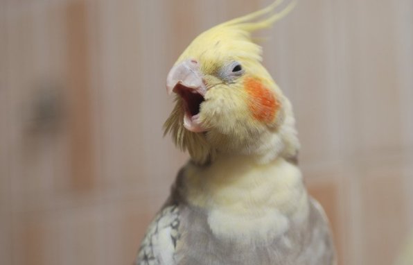 Попугай чихает. Попугай корелла. Корелла альбинос. Клюв попугая корелла. Фото попугая корелла самец.