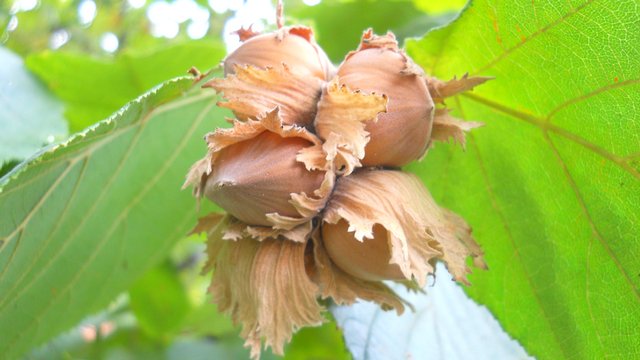 agromediaportal's tweet photo. Dobro se drži [AGROFOTO] | Agromedia https://t.co/tDsHeqRKUQ #lesnik #leska #agrofoto #poljoprivreda #vocarstvo #selo https://t.co/se03c8f7hz