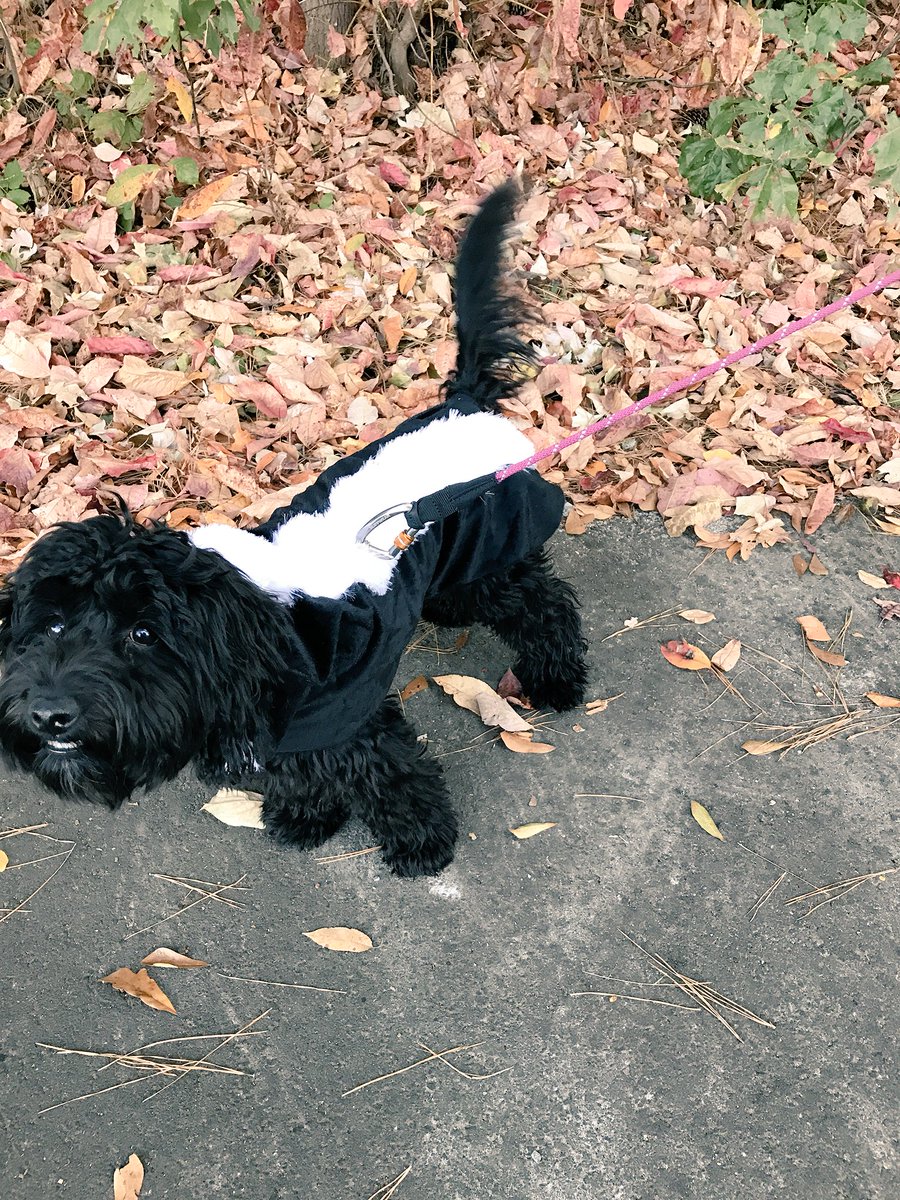 Getting my little stinker on #Halloween #dogsoftwitter #SoBeSol