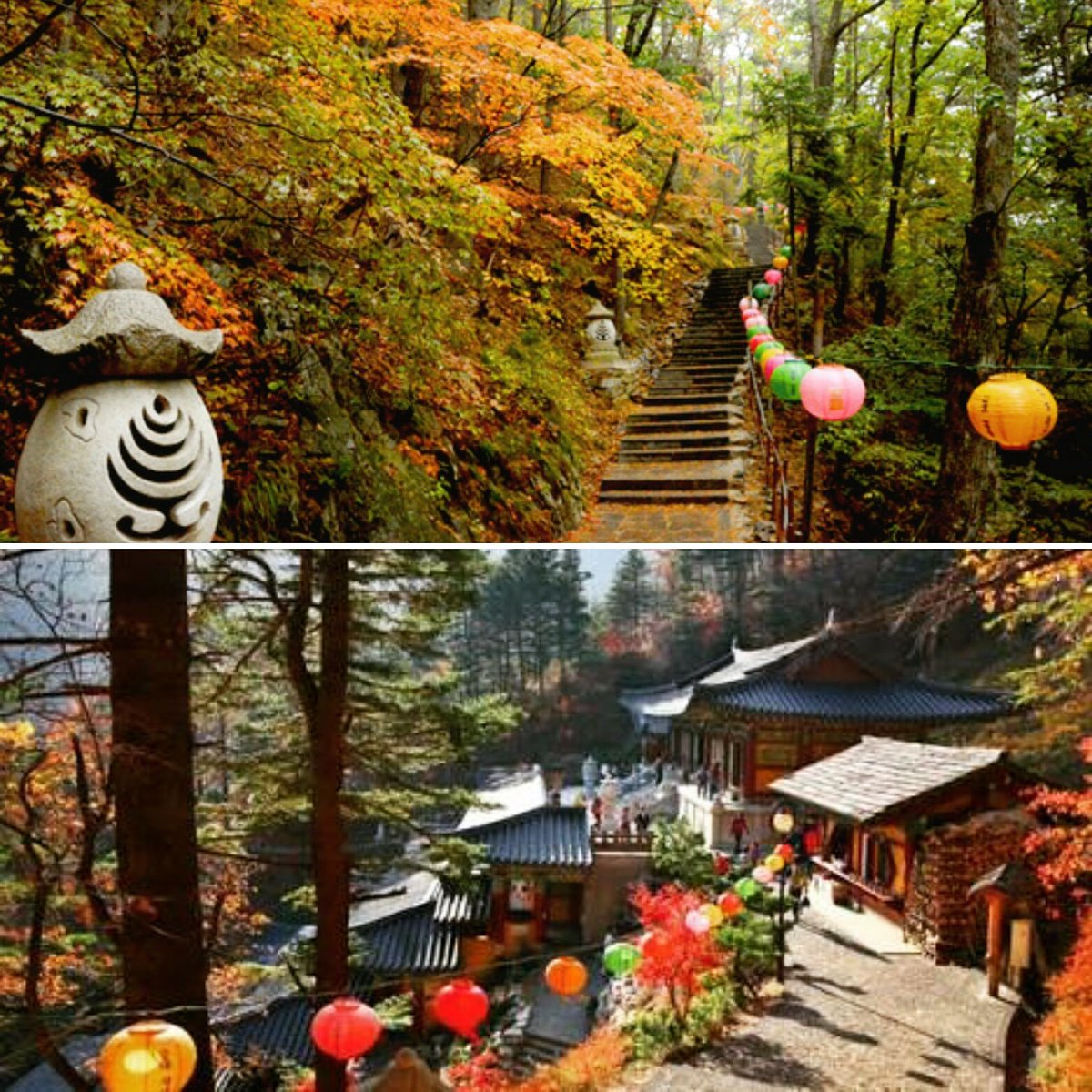 KStoryManila's tweet photo. Explore the largest natural woods of Korea, Odaesan National Park, home to many wild animals &amp; plants 👉https://t.co/jKlKxE43VB #VisitKorea https://t.co/zqzSqbUVZj